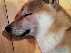 -喜柴咖啡·柴犬狗咖