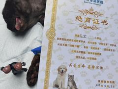 -博特宠物医院24h犬猫全科.骨科·异宠
