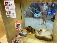 -屋虎猫馆(宝安大仟里店)