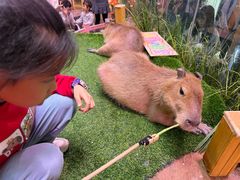 -正佳雨林生态植物园