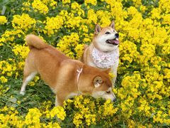 -三圣花乡旅游区