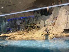 -帝企鹅自助餐厅•儿童岛•真企鹅(长隆企鹅酒店)