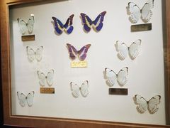 -上海昆虫博物馆