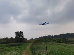 -空港花田景区