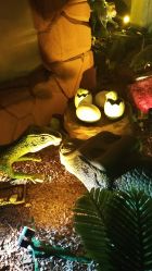 -恐龙探索乐园(磁器口店)