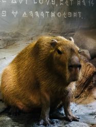 点击看大图 -Zoolung Zoolung动物主题公园(海信广场店)