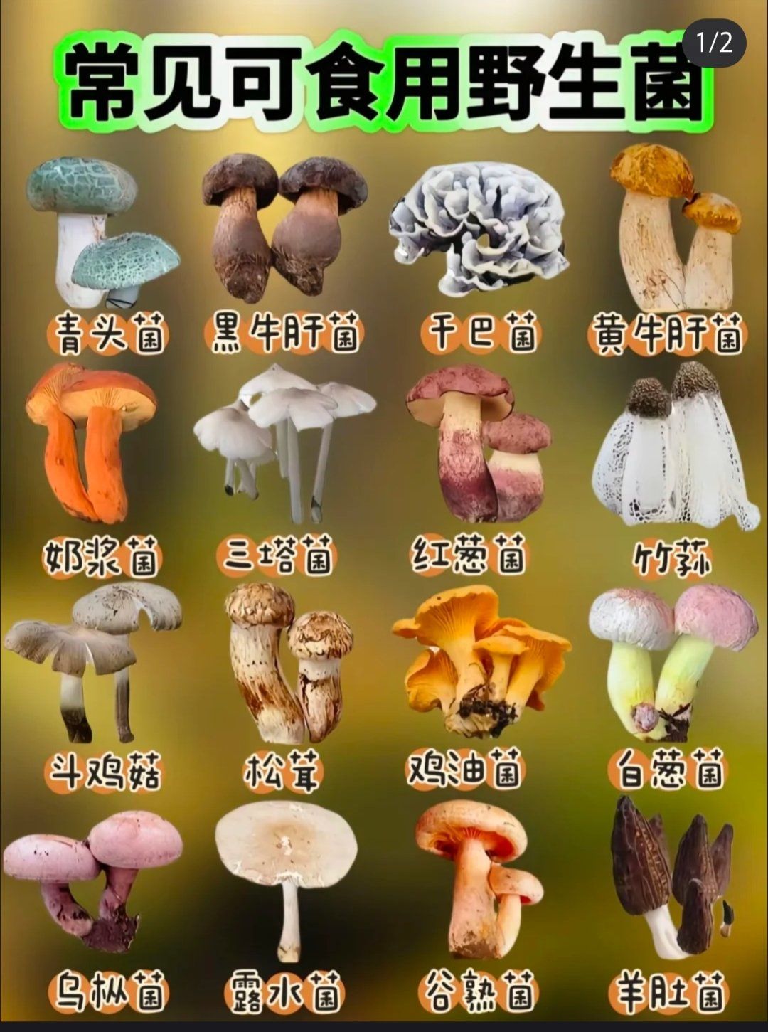 可食用野生菌菇