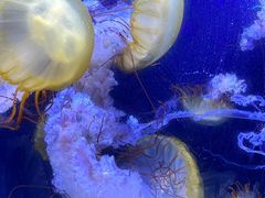 -珠海长隆海洋王国