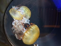 -鹿儿岛水族馆