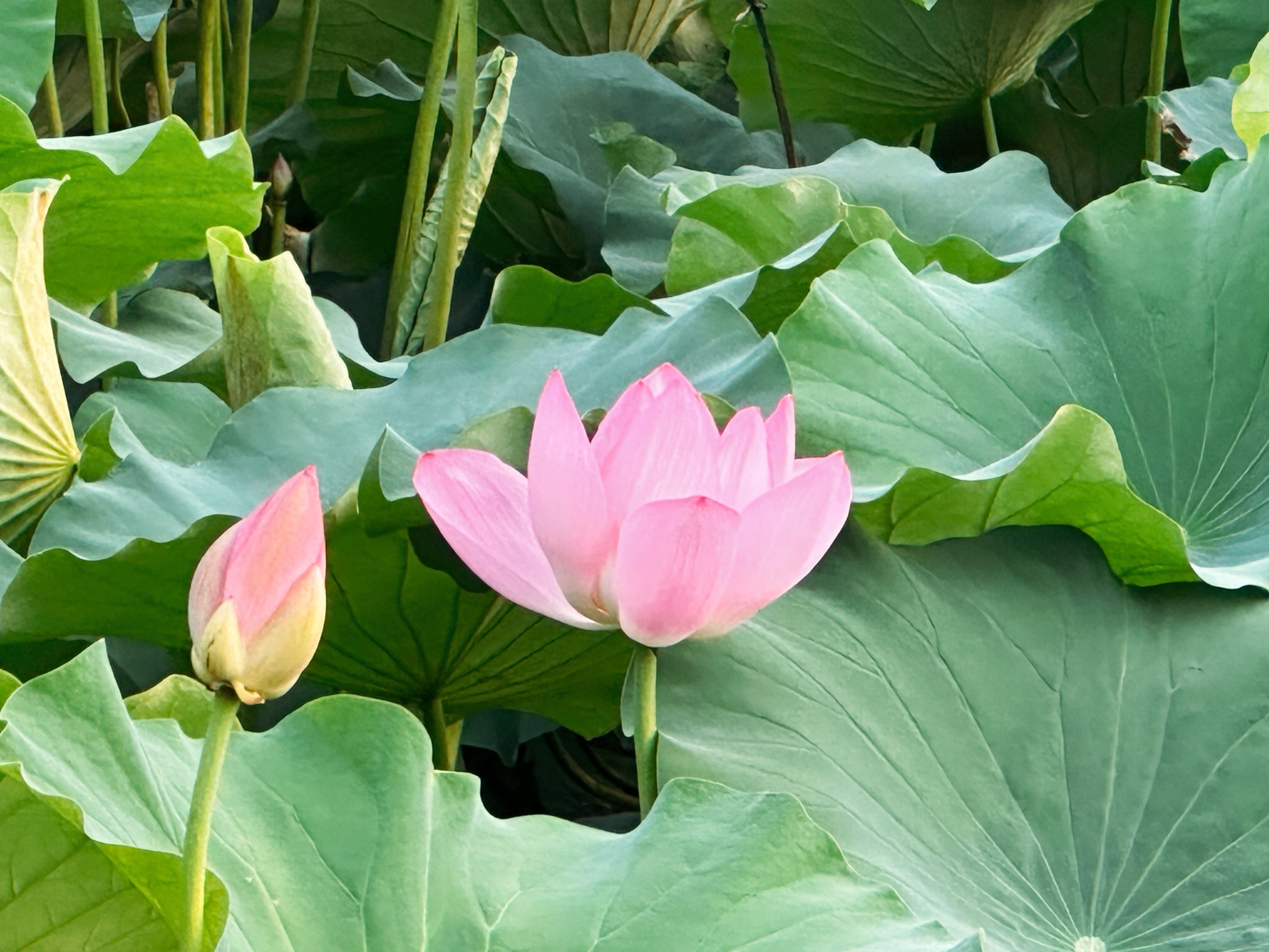 颐和园荷花图片