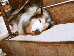 -more than meow吴止猫主题餐厅(承德 中船汇店)