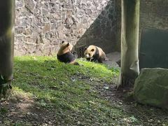 -都江堰中华大熊猫苑