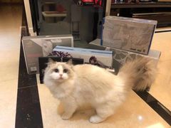 -欣宠猫屋·矮脚拿破仑·蓝金金渐层