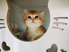 -东方名猫馆·英短金渐层布偶猫舍(环线广场1号楼店)