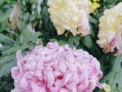 -国家植物园