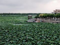 -天津东丽湖风景区