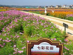 -枫林花海