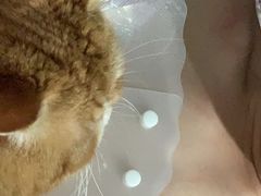-纳吉亚猫专科动物医院博雅分院