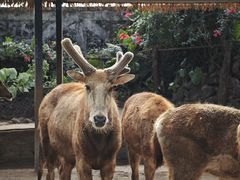 -海南热带野生动植物园