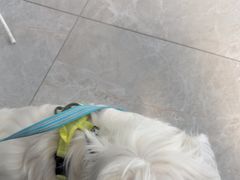 -中农国际动物医院24小时·猫科·骨科·急重症中心