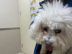 -爱妮康宠物医院·干细胞免疫细胞·肿瘤·心脏(张江店)