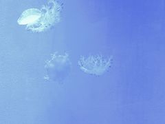 -福州罗源湾海洋世界旅游区