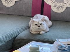 -纳吉亚猫专科动物医院·北北分院