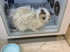 -PETKIT小佩宠物(昭化店)