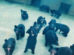-东方熊牧场