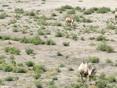 -新疆天山野生动物园