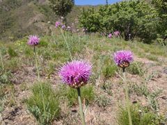 -北京鹫峰国家森林公园