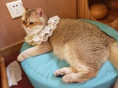 -MOCHA明星猫咖(田子坊店)