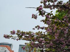 -浦江城市生活广场(江月路店)