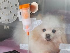-北京观赏动物医院·24小时大型综合·猫专科·异宠专科