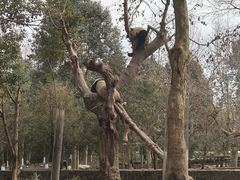 -都江堰中华大熊猫苑