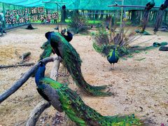 -苏州上方山国家森林公园