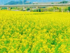 -光明小镇欢乐田园