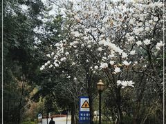 -广州市流溪河国家森林公园