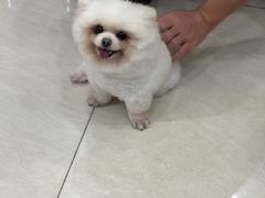 -乐琪宠物医院·犬猫专科·骨外科·急重症