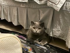 -lincat·猫舍(广州店)