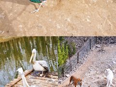 -济南野生动物世界