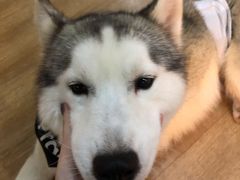 -Husky Go! 哈士奇体验馆·宠物咖啡厅狗咖