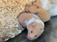 -青石桥花鸟鱼虫市场(叠翠城店)