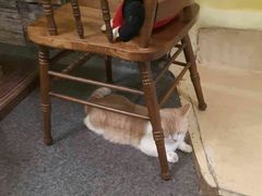 -猫色咖啡·猫咖
