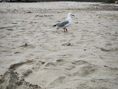 -黄金海岸