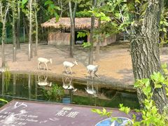 -沈阳森林动物园