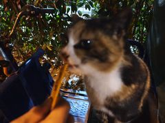 -同济大学(嘉定校区)