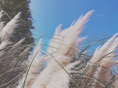 -贡湖湾湿地公园