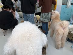 -汪说·狗咖·拼豆·宠物周边DIY(旺城大厦店)