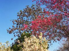 -天适樱花悠乐园